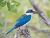-collared-kingfisher-