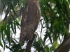 -dusky-eagle-owl