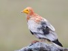 -egyptian-vulture