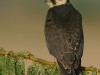 -eurasian-hobby