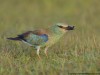 -european-roller