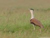 -great-indian-bustard