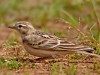 -greater-short-toed-lark