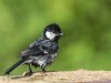 -great-tit