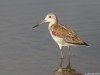 -common-greenshank