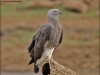 -grey-headed-fish-eagle