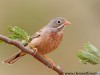 -grey-necked-bunting