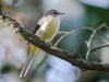 -grey-wagtail