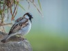 -house-sparrow