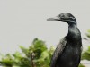 -indian-shag