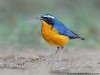 -indian-blue-robin