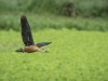 -lesser-whistling-duck
