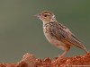 -jerdons-bush-lark