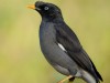 -jungle-myna