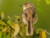 -jungle-prinia