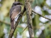 -large-woodshrike