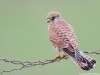 -lesser-kestrel
