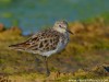 -little-stint