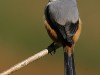-rufous-backed-shrike