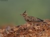 -malabar-crested-lark