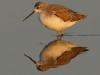 -marsh-sandpiper