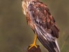 -western-marsh-harrier