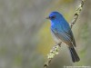 -nilgiri-flycatcher