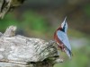 -chestnut-bellied-nuthatch
