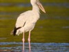 -asian-openbill-stork