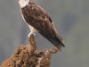 -osprey