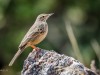 -paddyfield-pipit