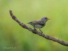 -pale-billed-flowerpecker
