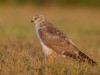 -pallid-harrier
