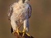 -peregrine-falcon