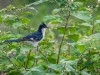 -pied-crested-cuckoo