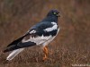 -pied-harrier