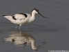 -pied-avocet