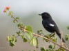 -pied-bushchat