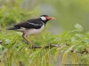 -asian-pied-starling