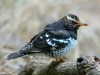 -pied-thrush