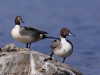 -northern-pintail