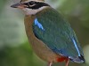 -indian-pitta