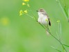 -plain-prinia