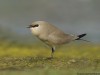 -small-pratincole
