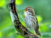 -puff-throated-babbler