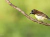 -purple-rumped-sunbird