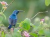 -purple-sunbird