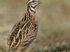 -rain-quail