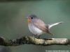 -red-throated-flycatcher