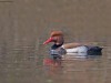 -red-crested-pochard